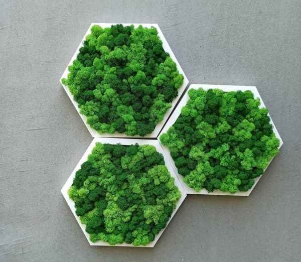 Mosschilderij hexagon van rendiermos