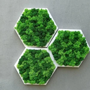 Mosschilderij Hexagon van Rendiermos