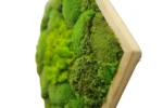 Mosschilderij Hexagon met mix Mos