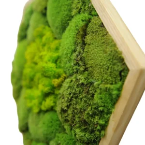 Mosschilderij Hexagon met mix Mos