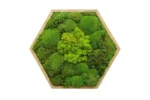 Mosschilderij Hexagon met mix Mos