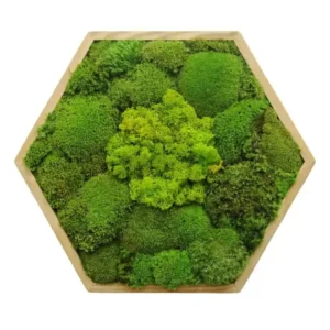 Mosschilderij Hexagon met mix Mos
