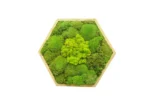 Mosschilderij Hexagon met mix Mos