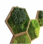 Mosschilderij Hexagon met Mos en Rose of Jericho