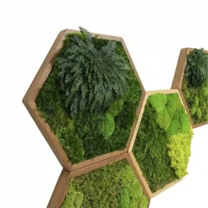 Mosschilderij Hexagon met Mos en Rose of Jericho