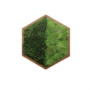 Mosschilderij Hexagon met Bolmos en Provence Mos