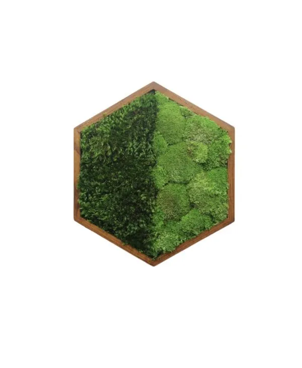 Mosschilderij hexagon met bolmos en provence mos