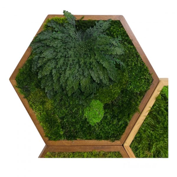 Mosschilderij hexagon met mos en rose of jericho