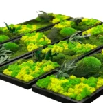 Set Mosschilderij met Planten