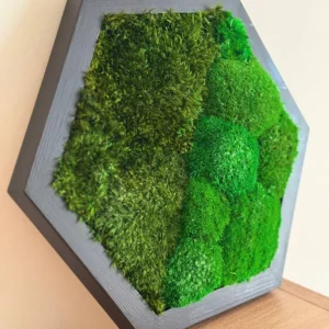 Mosschilderij Hexagon met Bolmos en Provence Mos