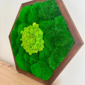 Mosschilderij Hexagon met mix Mos