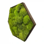 Mosschilderij Hexagon met Bolmos