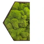 Mosschilderij Hexagon met Bolmos