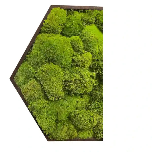 Mosschilderij Hexagon met Bolmos