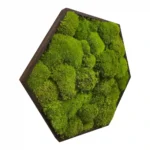 Mosschilderij Hexagon met Bolmos