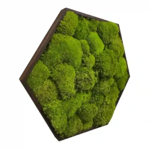 Mosschilderij Hexagon met Bolmos