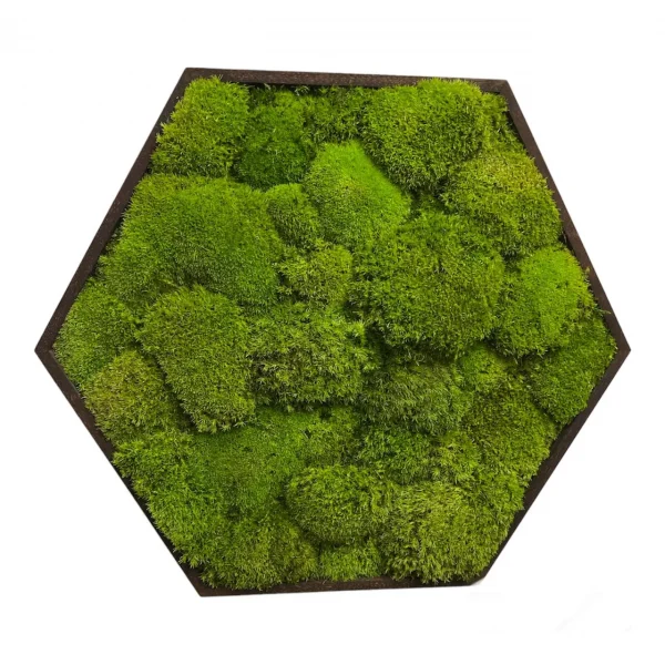 Mosschilderij hexagon met bolmos