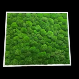 Mosschilderij met Bolmos