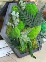 Hexagon Mosbeeld Levend – Uniek Plantenarrangement