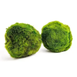 Mosbol Aquarium – Marimo Aegagropila linnaei 3-4 cm