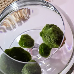 Mosbal Aquarium – Marimo-bal