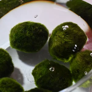 Mosbal Aquarium – Marimo-bal