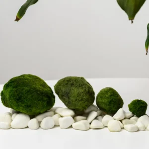 Mosbal Aquarium – Marimo-bal Marimo Mosbal 5-7 cm (XL) - Aegagropila linnaei