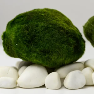 Marimo Mosbal 7-10 cm (XXL) - Aegagropila linnaei