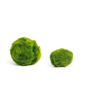 Mosbal Aquarium – Marimo-bal 1–2 cm