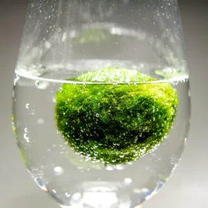 Mosbal Aquarium – Marimo-bal