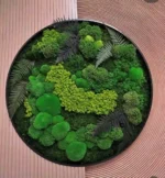 Echt Mosdecoratie: Rond met Mos & Varens