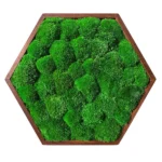Mosschilderij Hexagon met Bolmos