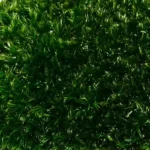 Mosspanel met Provence mos