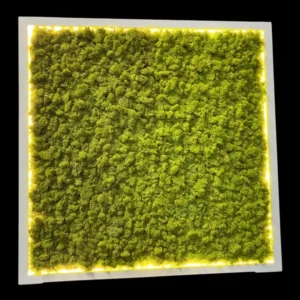 Mossen schilderij met IJslands mos en LED-verlichting