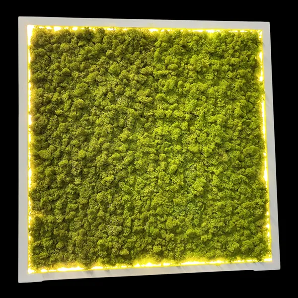Mossen schilderij met IJslands mos en LED-verlichting Mossen schilderij met IJslands mos en LED-verlichting