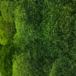 Mosspanel met Provence mos