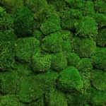 Mosspanel met bolmos