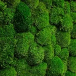 Mosspanel met bolmos