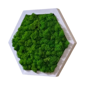 Moshexagoon met rendiermos