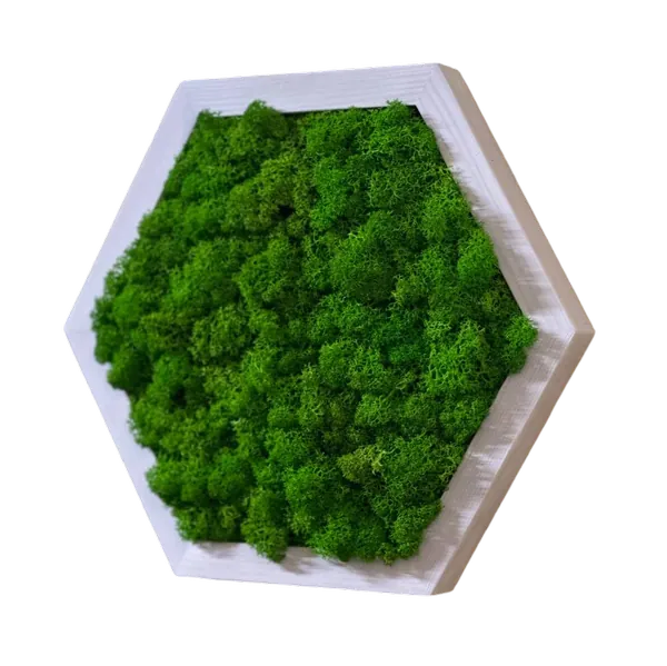 Moshexagoon met rendiermos Moshexagoon met rendiermos