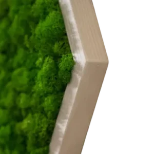 Moshexagoon met rendiermos