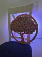 Mosboom – houten decoratie Sakura