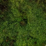 Moospaneel met platenmos